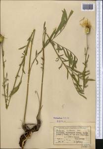 Rhaponticoides ruthenica (Lam.) M.V.Agab. & Greuter, Middle Asia, Dzungarian Alatau & Tarbagatai (M5) (Kazakhstan)