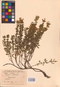 Chamaecytisus austriacus (L.) Link, Eastern Europe, Central forest-and-steppe region (E6) (Russia)