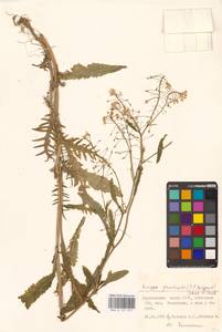 Rorippa × anceps (Wahlenb.) Rchb., Eastern Europe, Estonia (E2c) (Estonia)