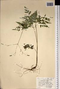 Osmorhiza aristata (Thunb.) Rydb., Siberia, Russian Far East (S6) (Russia)