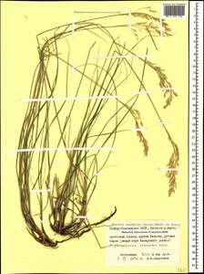 Festuca caucasica (Boiss.) Hack. ex Boiss., Caucasus, North Ossetia, Ingushetia & Chechnya (K1c) (Russia)