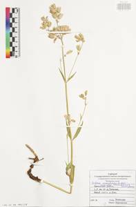 Silene vulgaris subsp. vulgaris, Eastern Europe, Central region (E4) (Russia)