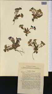 Primula vulgaris subsp. vulgaris, Western Europe (EUR) (Slovakia)