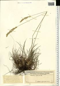 Koeleria glauca (Spreng.) DC., Eastern Europe, Volga-Kama region (E7) (Russia)