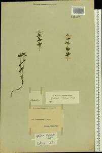 Cruciata glabra (L.) Opiz, Eastern Europe, South Ukrainian region (E12) (Ukraine)