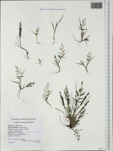 Eragrostis multicaulis Steud., Western Europe (EUR) (Netherlands)