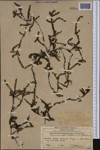 Harrimanella stelleriana (Pall.) Coville, Siberia, Chukotka & Kamchatka (S7) (Russia)