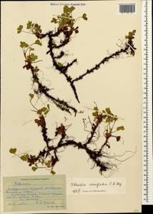 Sibbaldia parviflora Willd., Caucasus, Stavropol Krai, Karachay-Cherkessia & Kabardino-Balkaria (K1b) (Russia)