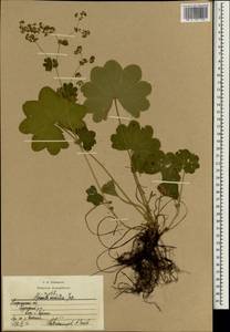 Alchemilla sarmatica Juz., Eastern Europe, Central region (E4) (Russia)
