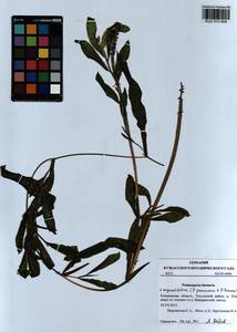 Potamogeton × angustifolius J.Presl, Siberia, Altai & Sayany Mountains (S2) (Russia)