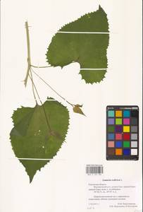 Lunaria rediviva L., Eastern Europe, Central region (E4) (Russia)