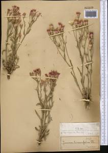 Jurinea multiflora (L.) B. Fedtsch., Middle Asia, Muyunkumy, Balkhash & Betpak-Dala (M9) (Kazakhstan)