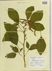 Amaranthus caudatus L., Eastern Europe, Central region (E4) (Russia)