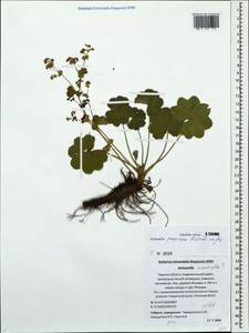 Alchemilla propinqua H. Lindb. ex Juz., Eastern Europe, North-Western region (E2) (Russia)