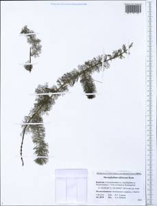 Myriophyllum sibiricum Komarov, Siberia, Baikal & Transbaikal region (S4) (Russia)