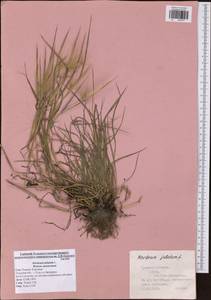 Hordeum jubatum L., Eastern Europe, Central region (E4) (Russia)