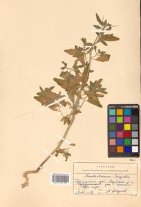 Dontostemon hispidus Maxim., Siberia, Russian Far East (S6) (Russia)