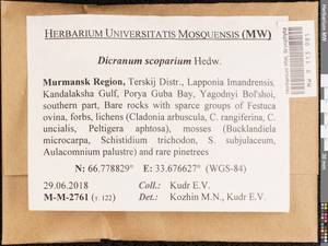 Dicranum scoparium Hedw., Bryophytes, Bryophytes - Karelia, Leningrad & Murmansk Oblasts (B4) (Russia)