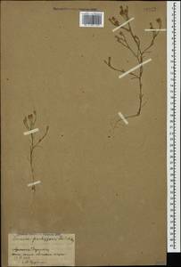 Petrorhagia cretica (L.) P. W. Ball & Heywood, Caucasus, Armenia (K5) (Armenia)