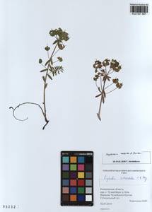 KUZ 001 567, Euphorbia esula subsp. esula, Siberia, Altai & Sayany Mountains (S2) (Russia)