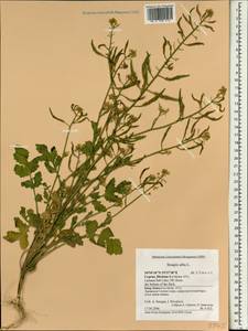 Sinapis alba L., South Asia, South Asia (Asia outside ex-Soviet states and Mongolia) (ASIA) (Cyprus)