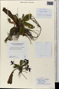 Primula vulgaris subsp. rubra (Sm.) Arcang., Caucasus, Abkhazia (K4a) (Abkhazia)