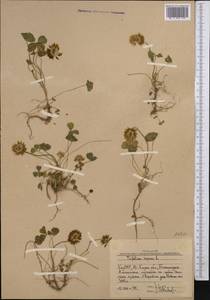Trifolium repens L., Middle Asia, Western Tian Shan & Karatau (M3) (Uzbekistan)