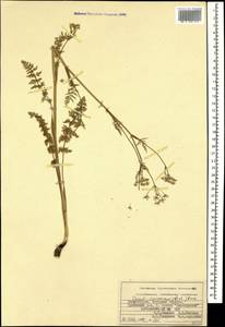 Carum caucasicum (M. Bieb.) Boiss., Caucasus, Azerbaijan (K6) (Azerbaijan)
