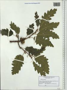 Quercus, Western Europe (EUR) (Greece)