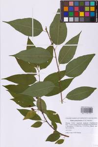 Prunus pensylvanica L.fil., Eastern Europe, Moscow region (E4a) (Russia)