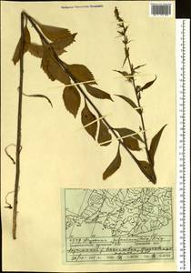 Asyneuma japonicum (Miq.) Briq., Siberia, Russian Far East (S6) (Russia)
