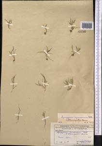 Eremopyrum bonaepartis (Spreng.) Nevski, Middle Asia, Caspian Ustyurt & Northern Aralia (M8) (Kazakhstan)