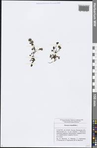 Drosera rotundifolia L., Eastern Europe, Middle Volga region (E8) (Russia)