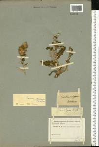 Cousinia astracanica (Spreng.) Tamamsch., Eastern Europe, Lower Volga region (E9) (Russia)