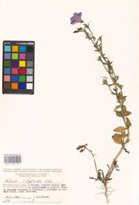 Petunia ×atkinsiana D. Don ex Loudon, Eastern Europe, Moscow region (E4a) (Russia)