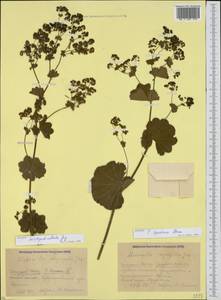 Alchemilla speciosa Buser, Caucasus, Krasnodar Krai & Adygea (K1a) (Russia)