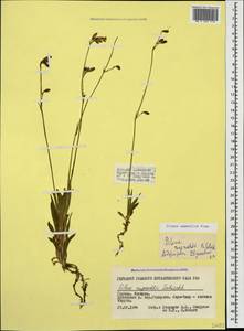 Silene saxatilis Sims, Caucasus, Georgia (K4) (Georgia)