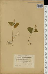 Maianthemum bifolium (L.) F.W.Schmidt, Eastern Europe, Belarus (E3a) (Belarus)