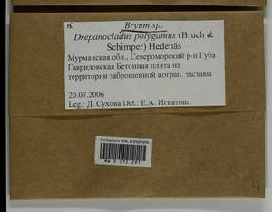 Bryum, Bryophytes, Bryophytes - Karelia, Leningrad & Murmansk Oblasts (B4) (Russia)