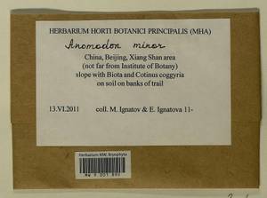 Anomodon minor (Hedw.) Lindb., Bryophytes, Bryophytes - Asia (outside ex-Soviet states) (BAs) (China)