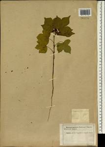 Gossypium herbaceum, South Asia, South Asia (Asia outside ex-Soviet states and Mongolia) (ASIA) (Iran)