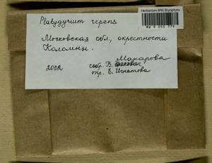 Platygyrium repens (Brid.) Schimp., Bryophytes, Bryophytes - Moscow City & Moscow Oblast (B6a) (Russia)