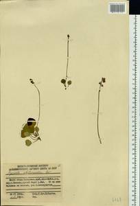 Pyrola chlorantha Sw., Siberia, Russian Far East (S6) (Russia)