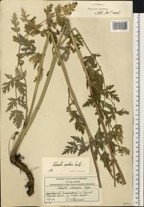 Seseli libanotis (L.) W.D.J.Koch, Eastern Europe, Moscow region (E4a) (Russia)