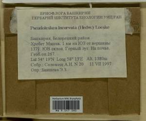 Lescuraea incurvata, Bryophytes, Bryophytes - South Urals (B14) (Russia)