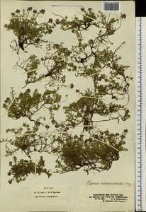 Thymus minussinensis Serg., Siberia, Altai & Sayany Mountains (S2) (Russia)