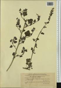 Chenopodium opulifolium Schrad., Western Europe (EUR) (Romania)