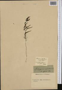 Melampyrum sylvaticum L., Western Europe (EUR) (Germany)