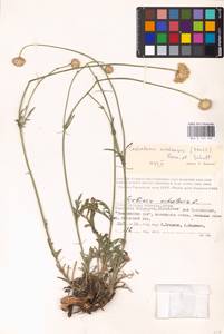 Cephalaria uralensis (Murray) Roem. & Schult., Eastern Europe, Lower Volga region (E9) (Russia)