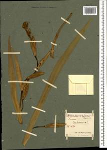 Iris pseudacorus L., Caucasus, Stavropol Krai, Karachay-Cherkessia & Kabardino-Balkaria (K1b) (Russia)